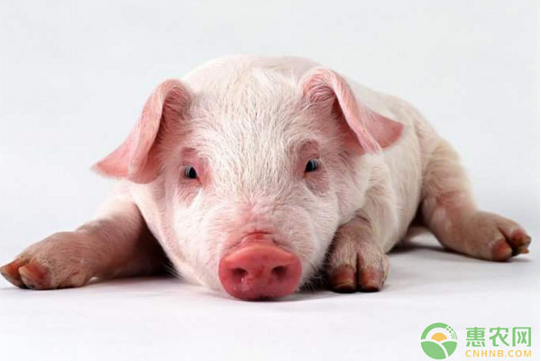 今日生猪多少钱一斤？2019年全国生猪价格行情预测